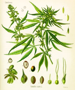 Cannabis et cancer des testicules