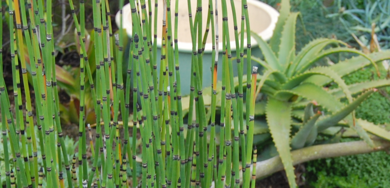 La prêle des champs : des proprietés phytotherapeutiques La prêle des champs : des proprietés phytotherapeutiques