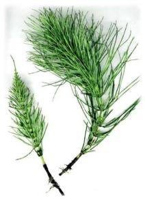 Prêle reconstituante