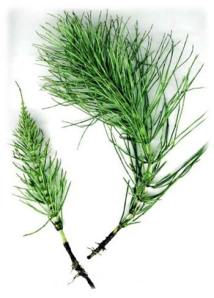 Prêle reconstituante