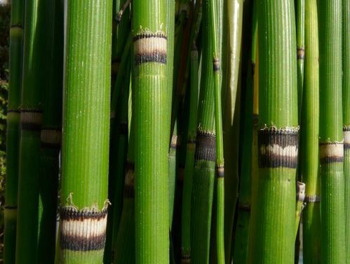 Prele des champs Prele des champs