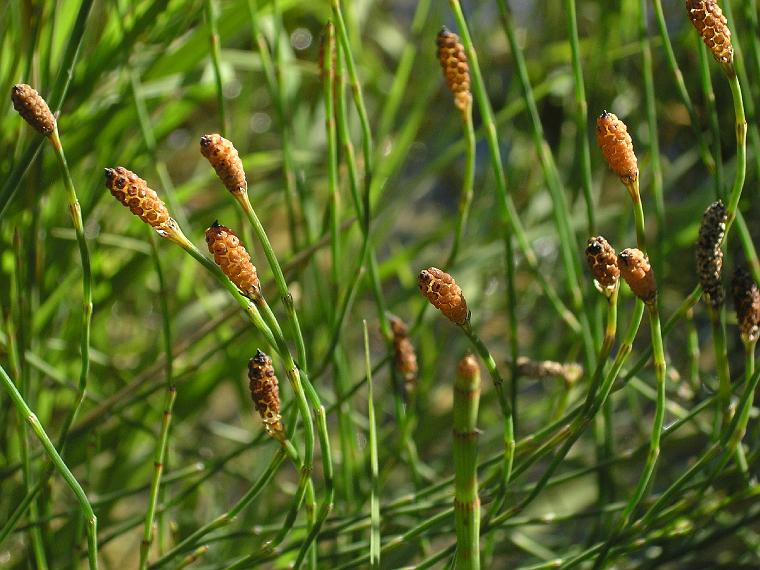 Usages médicinaux et indications sur la prêle #1 – Blog Nutrition Santé