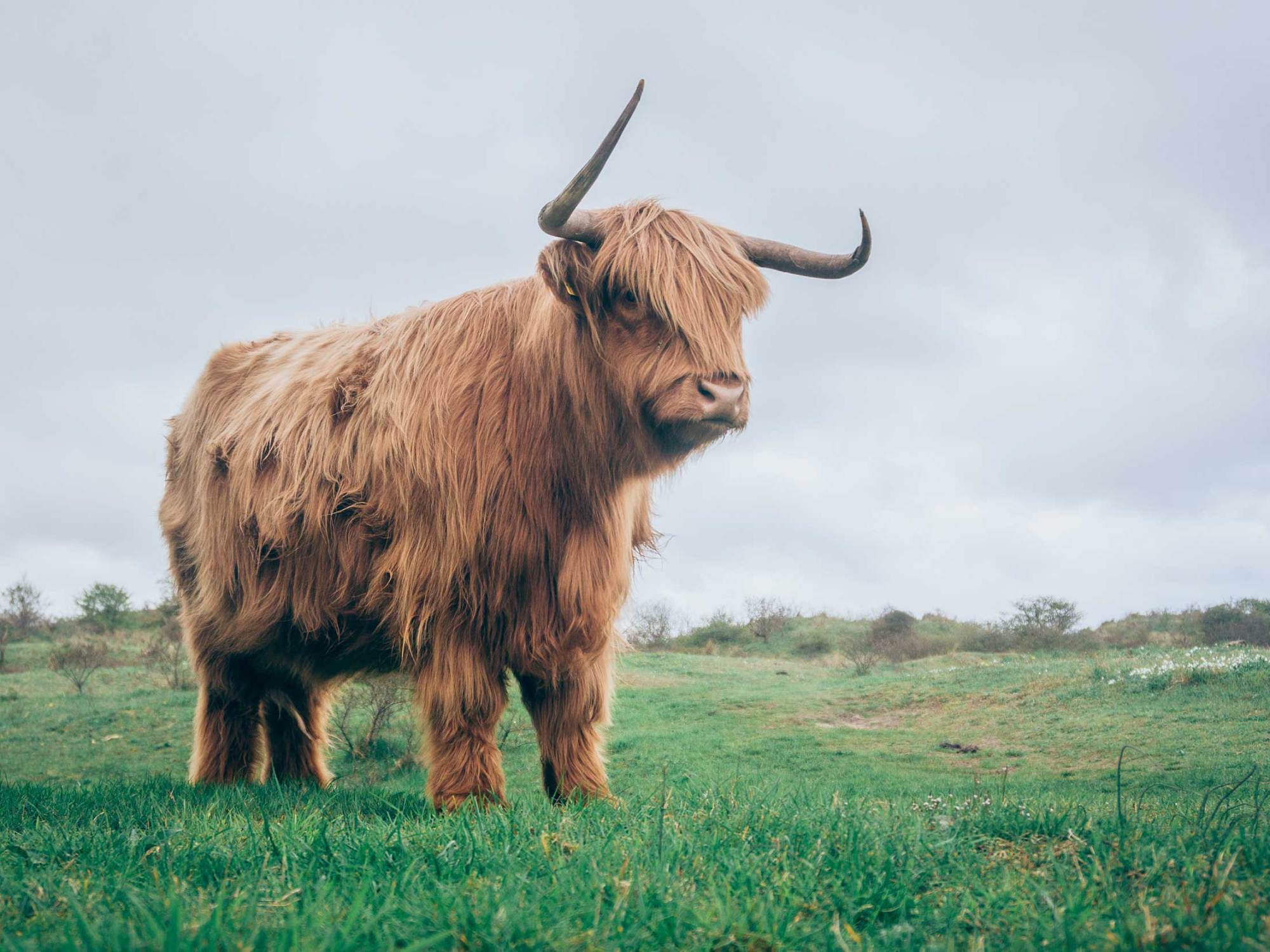 Les méfaits des probiotiques