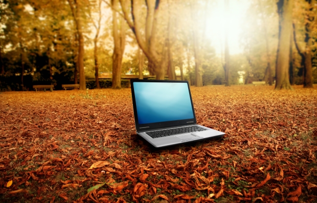 Arbres malades à cause du wifi ? © Photo : cnet.co.uk