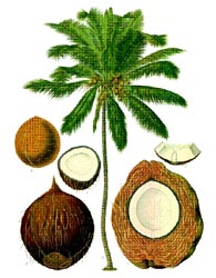 noix de coco