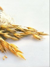 L'avoine et le gluten