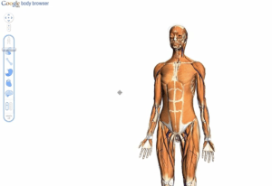 Google Body Browser 