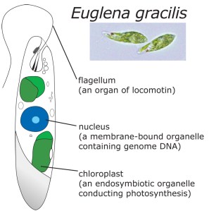 Euglène : un micro organisme révolutionnaire pour l'Humanité