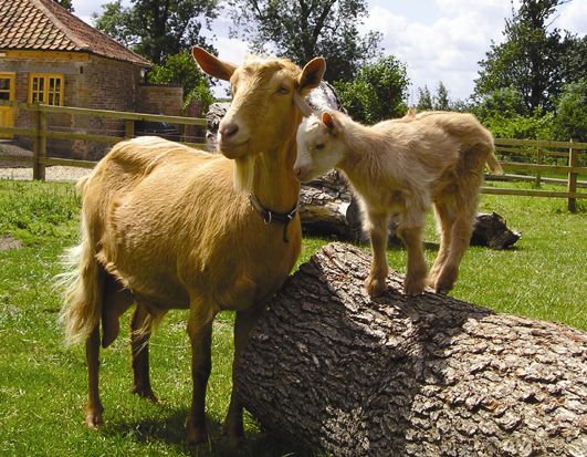 Des chèvres dans une ferme