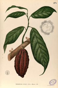 Cacao : riche en antioxydants