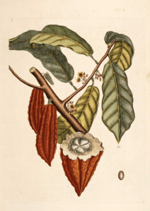 Les vertus santé du cacao