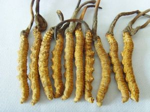 Cordyceps Sinensis : bienfaits du champignon ?