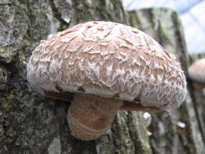 Shiitake : champignon bon pour la santé ?
