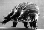 Le tardigrade