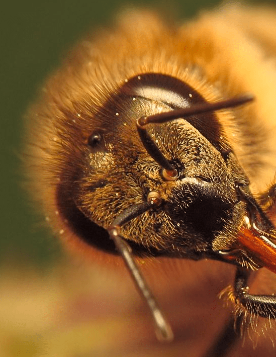 Une abeille butineuse