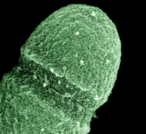 Microbiome : intestin de l'humain