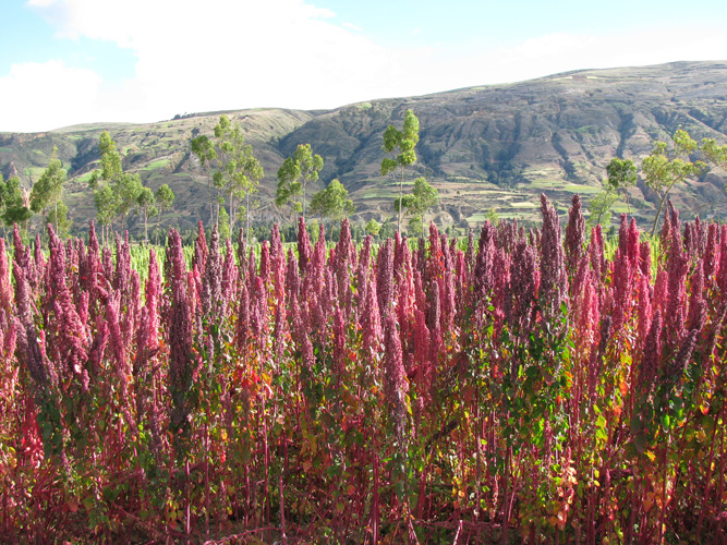 La quinoa : un succès global pour un désordre local. Photo © http://genetics.byu.edu