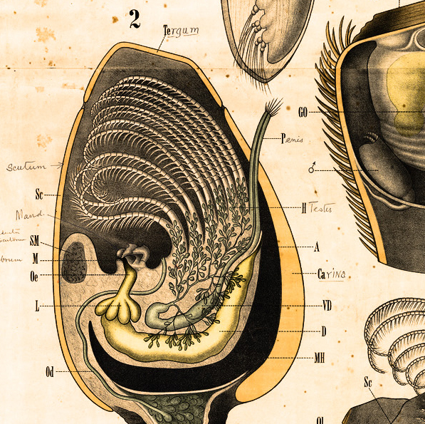 Une découverte scientifique sur les microbes du systeme digestif