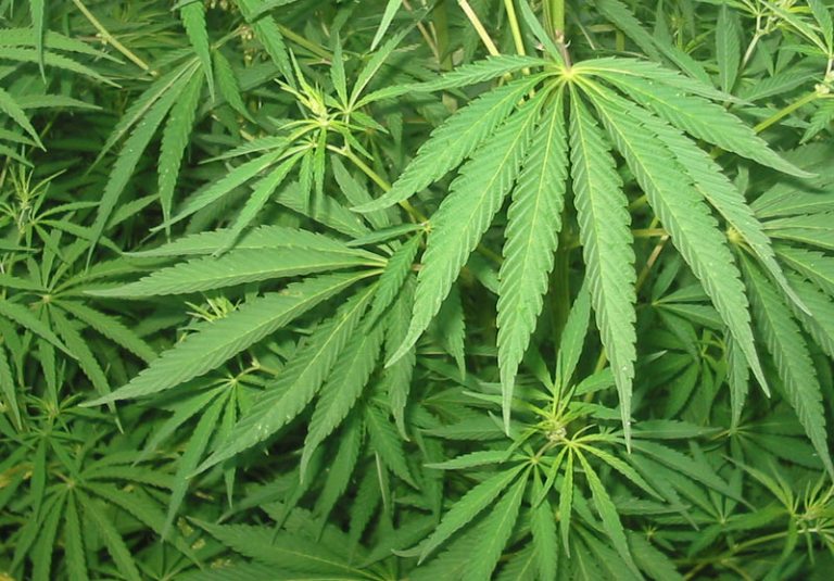 Le cannabis modifie l'activité génétique de cellules du cerveau en lien avec la faim Cannabis sativa