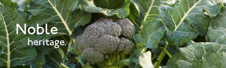 Beneforté : brocoli anticancer Beneforté : brocoli anticancer
