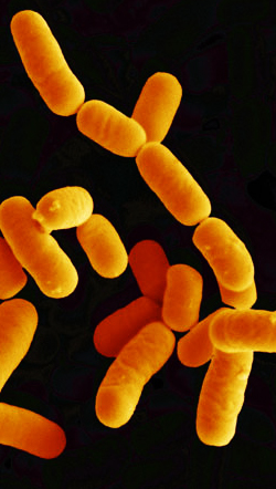 Probiotiques : lactobacillus rhamnosus