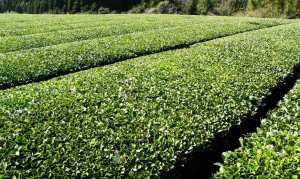 La culture du thé vert au Japon