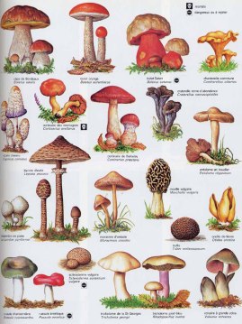 Les champignons