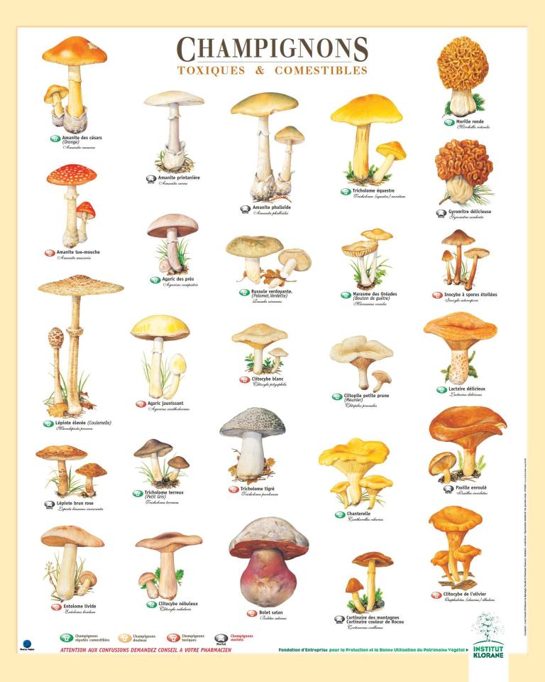 Champignons toxiques et comestibles