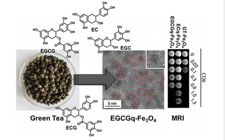 Cellular Imaging with Green Tea