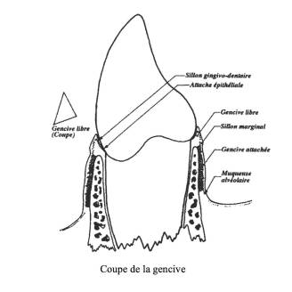 épithélium gingival