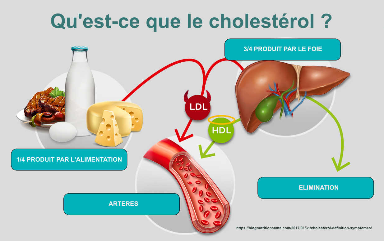 Qu’est ce que le cholestérol ?