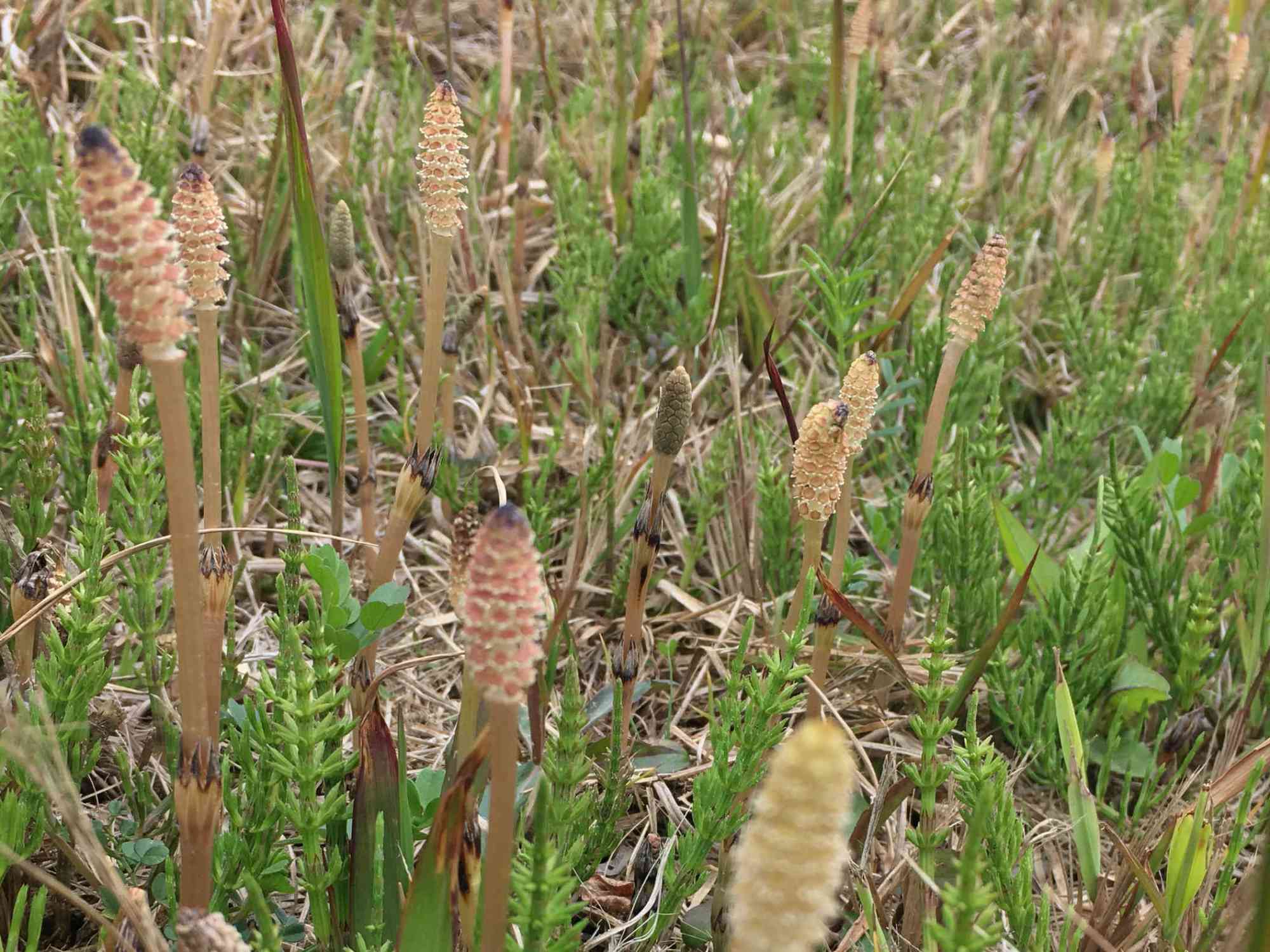 Tsukushi「つくし、ツクシ」: la prêle japonaise