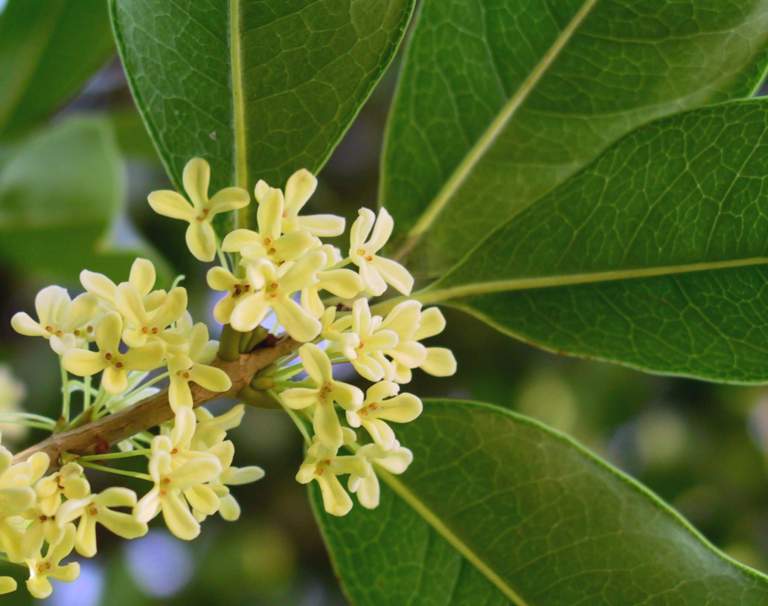 Osmanthus fragrans bio