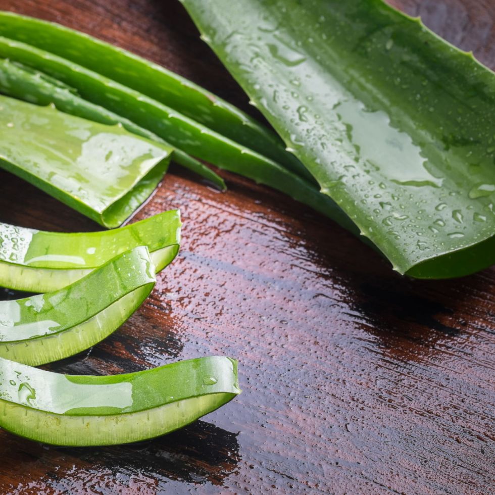 Une plante médicinale reconnue depuis des siècles