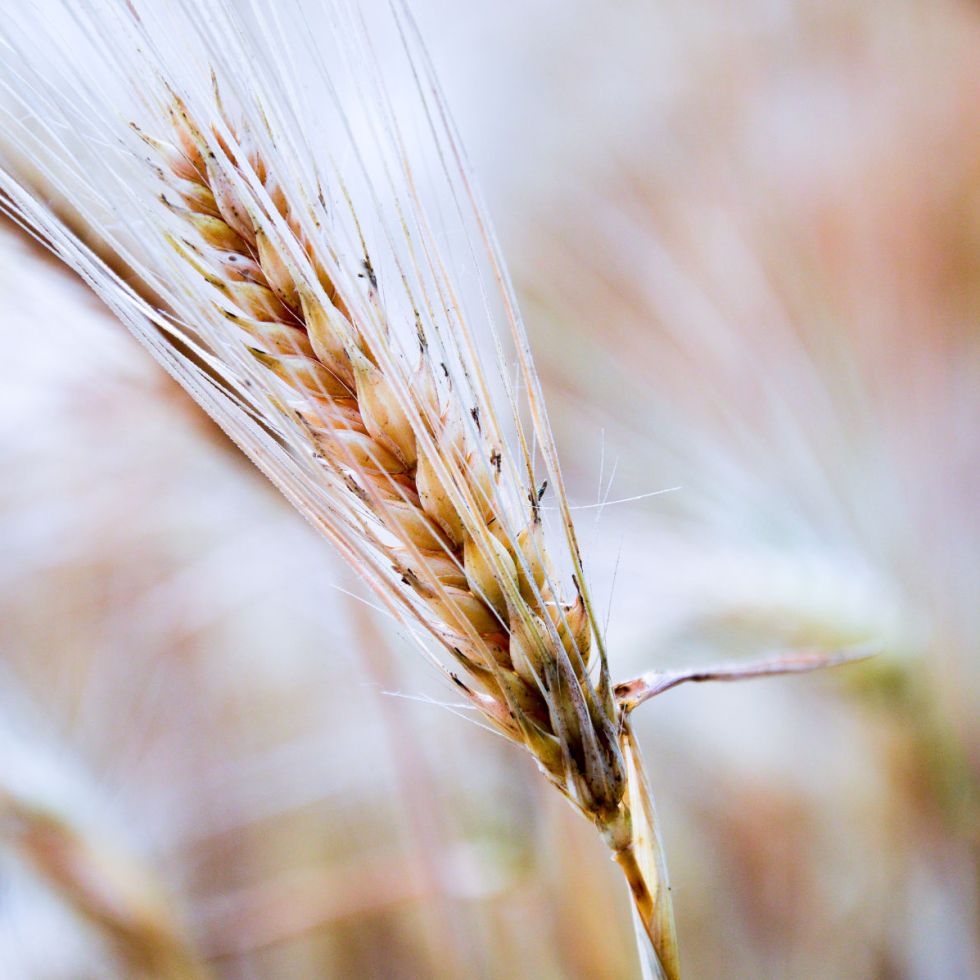 Les céréales complètes diminuent le risque de cancer colorectal
