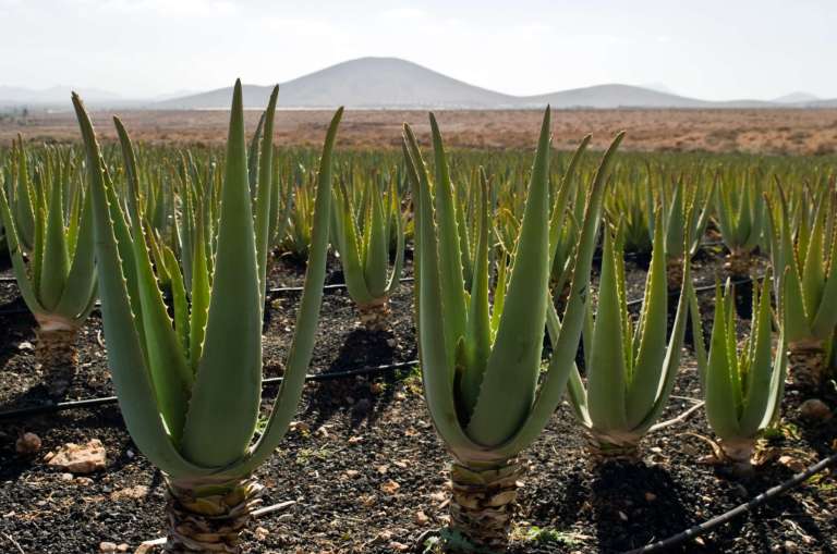 Aloe vera et agriculture biologique