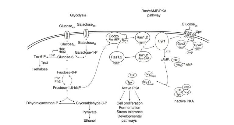 La levure comme organisme modèle