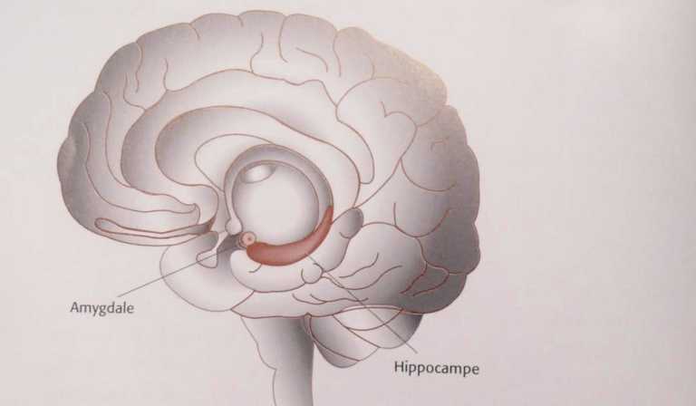 L'hippocampe dans le cerveau humain