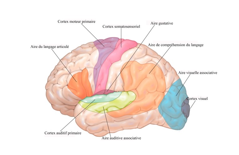 La cartographie de l'attention sélective auditive du cerveau 