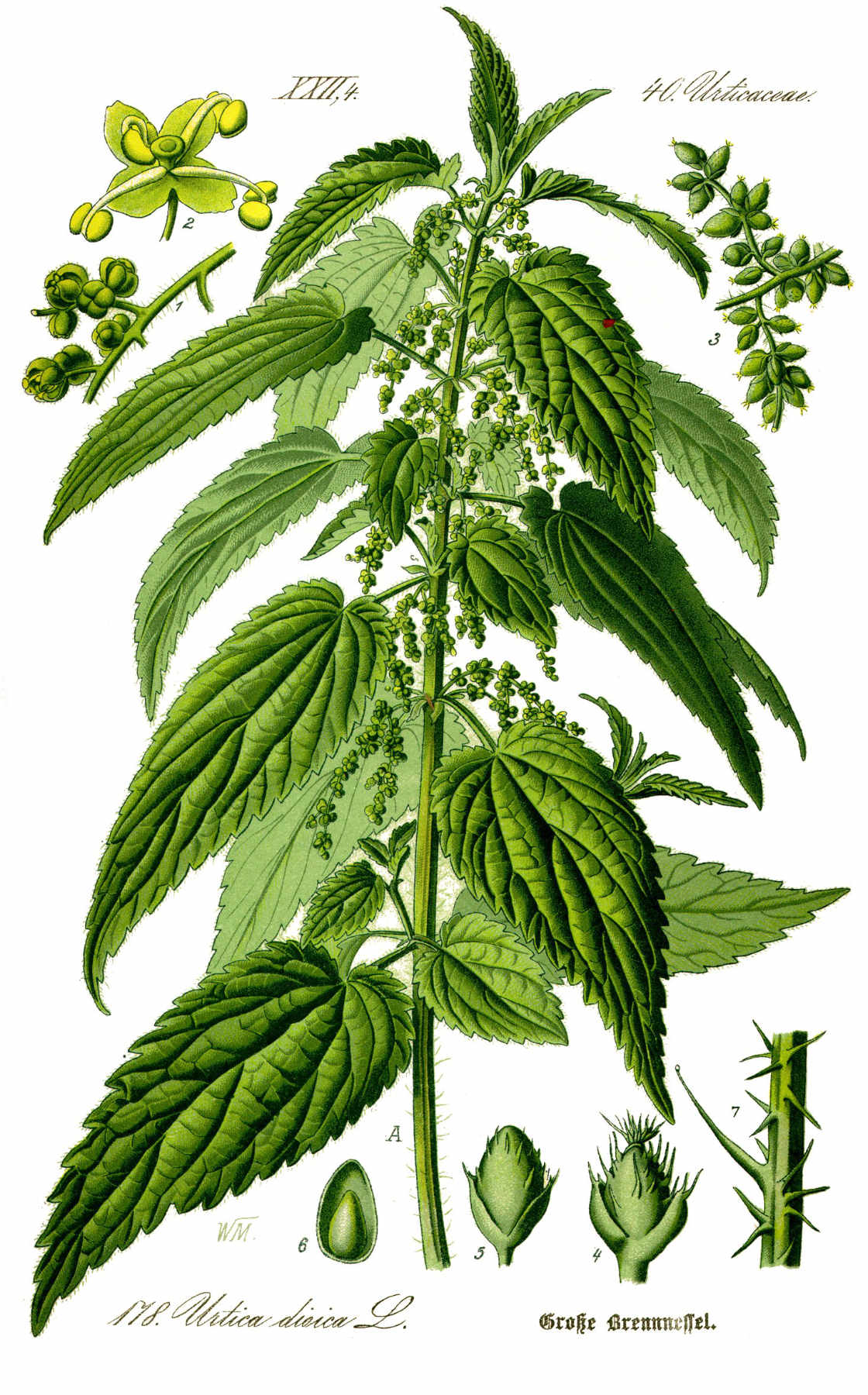 Ortie (urtica dioica)
