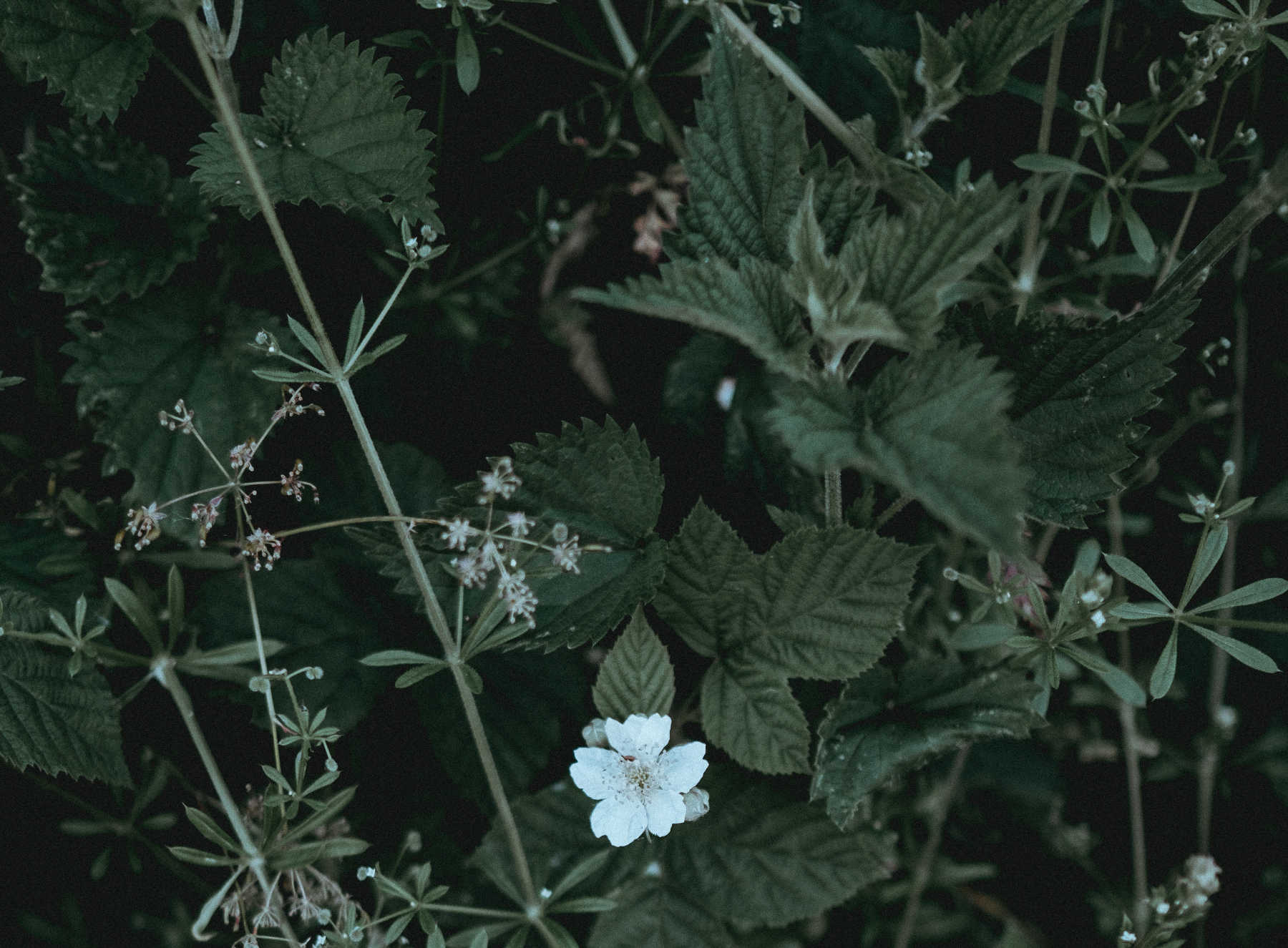 9 bienfaits de la tisane d'ortie pour la santé