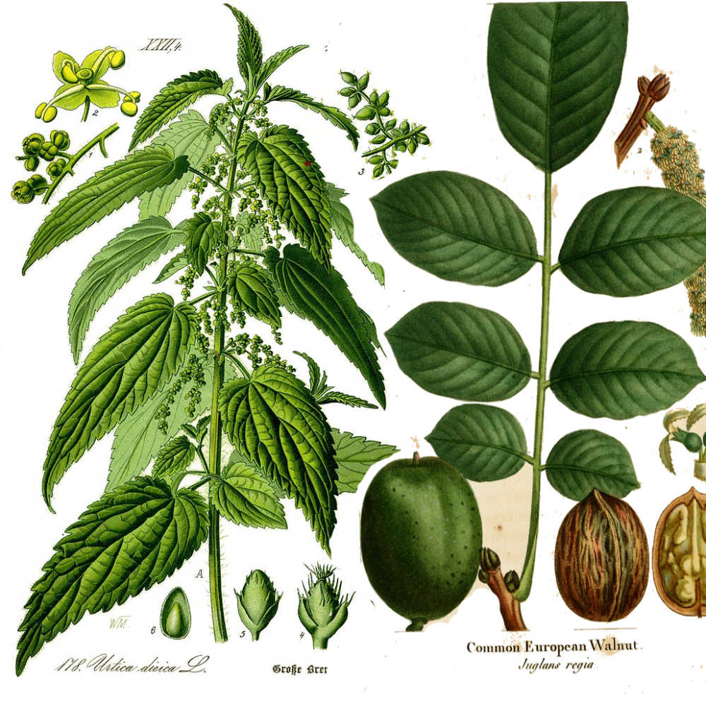 Urtica dioica L.