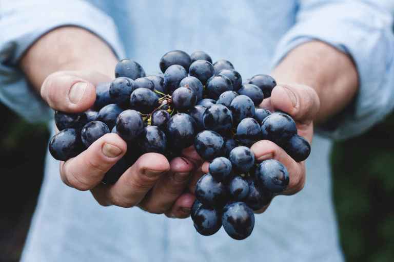Le vin rouge est une riche source de polyphénols alimentaires