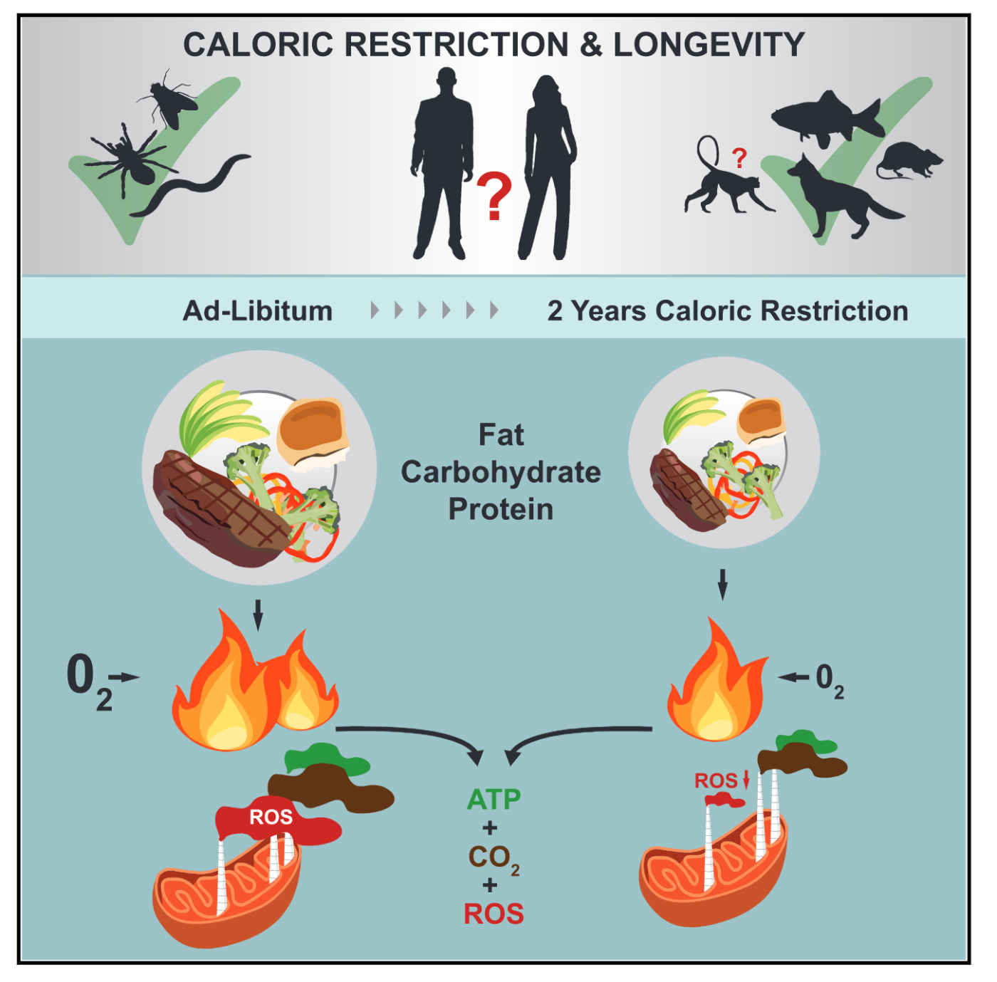 Bienfaits restriction calorique