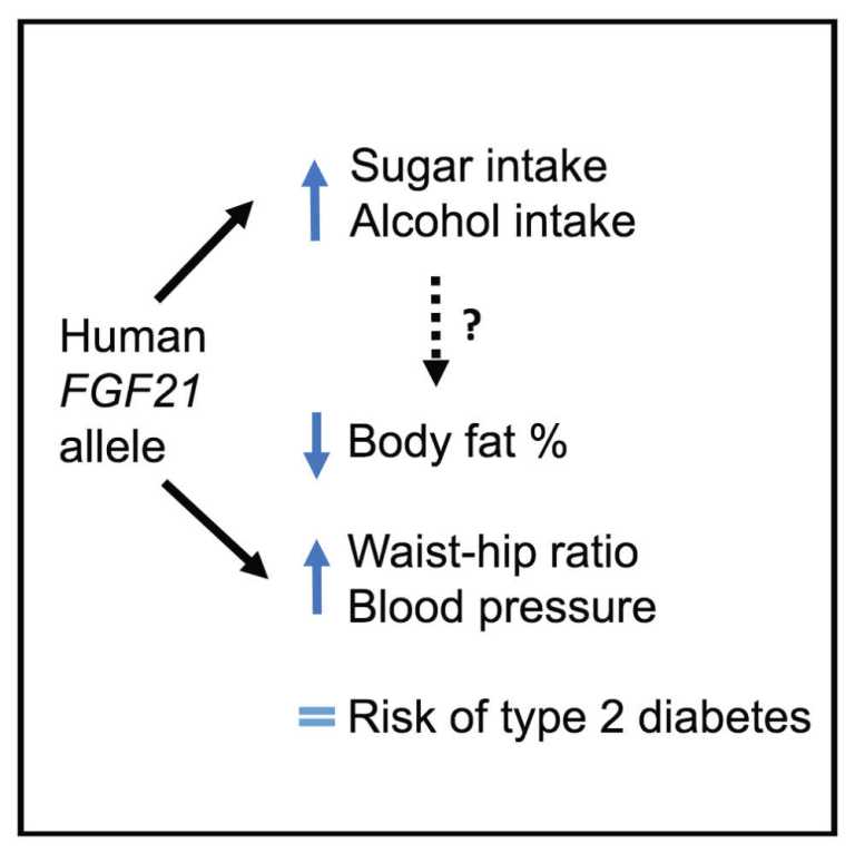 Facteur de croissance des fibroblastes 21