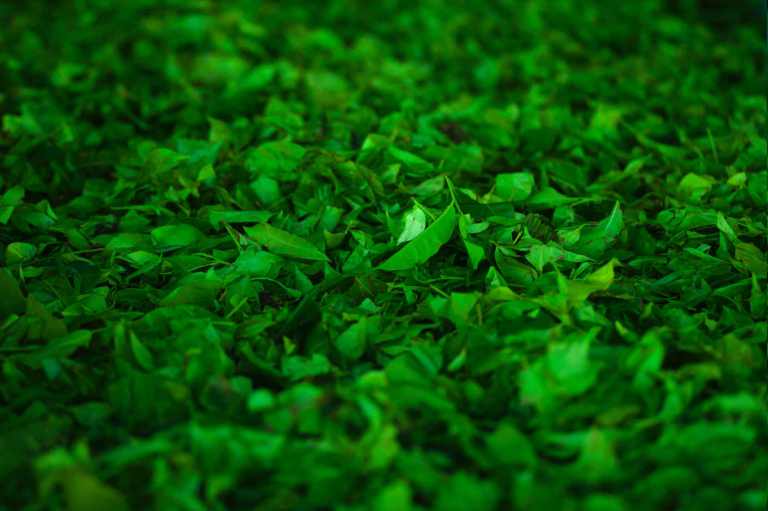 Les nanoparticules de feuilles de thé détruisent les cellules cancéreuses du poumon