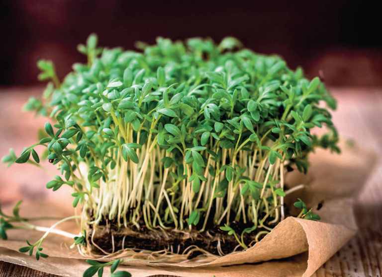 Le cression est capable d'absorber la vitamine B12