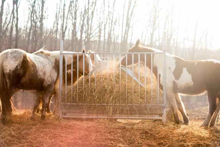 Grandir dans une ferme avec des animaux de la ferme Grandir dans une ferme avec des animaux de la ferme