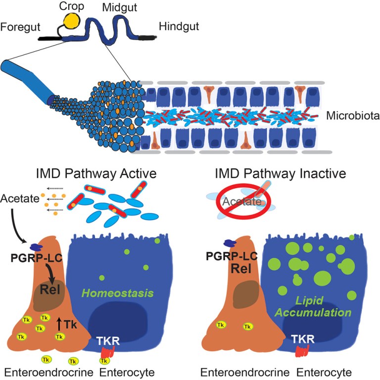 Lien entre bactéries intestinales, système immunitaire inné et métabolisme