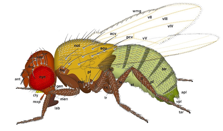 Mouche de fruits (drosophila)